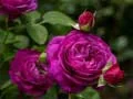 Peli Violetti ruusut verkossa
