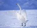 Peli Arvokkaat joutsenet verkossa