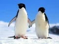 Peli Pingviinipuzzle verkossa