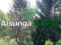 Peli Paluu Alsungan metsään verkossa