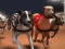 Peli Greyhound-kilpailu verkossa