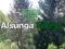 Peli Paluu Alsungan metsään verkossa