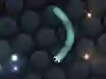 Peli Slither.io verkossa