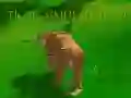 Peli Tiikeri Simulaattori 3D verkossa
