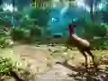 Peli Metsästäjä 3D verkossa Peli Metsästäjä 3D verkossa