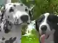 Peli Koirasimulaattori 3D verkossa Peli Koirasimulaattori 3D verkossa