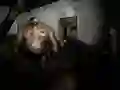 Peli Hiljainen Turvapaikka verkossa Peli Hiljainen Turvapaikka verkossa