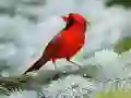Peli Lintupeli verkossa Peli Lintupeli verkossa