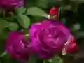 Peli Violetti ruusut verkossa Peli Violetti ruusut verkossa