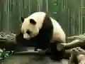 Peli Pandapuzzle verkossa Peli Pandapuzzle verkossa