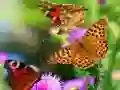 Peli Perhosliuku verkossa