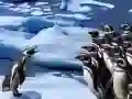 Peli Pingviinit Liukuvat verkossa