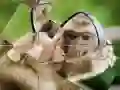Peli Simpanssipuzzle verkossa Peli Simpanssipuzzle verkossa