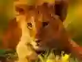 Peli Villien Vauvojen Palapeli verkossa Peli Villien Vauvojen Palapeli verkossa