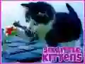 Peli Kuusi pientä kissanpentua verkossa Peli Kuusi pientä kissanpentua verkossa