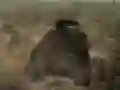 Peli Panssaritaistelu verkossa Peli Panssaritaistelu verkossa