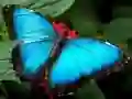 Peli Luonto Palapeli Perhonen verkossa Peli Luonto Palapeli Perhonen verkossa