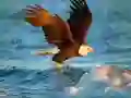 Peli Eläinten Palapeli Kotka verkossa Peli Eläinten Palapeli Kotka verkossa