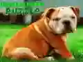 Peli Bulldog Pentupuzzle verkossa Peli Bulldog Pentupuzzle verkossa