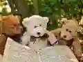 Peli Suloiset Kolme Nallepuzzlea verkossa Peli Suloiset Kolme Nallepuzzlea verkossa