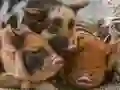 Peli Possu Palapeli verkossa