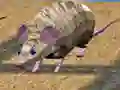 Peli Hiiriradat Saarten verkossa