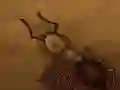 Peli Pelasta murunen verkossa Peli Pelasta murunen verkossa
