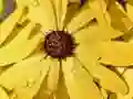 Peli Kukkapetali Sadekuuro Palapeli verkossa Peli Kukkapetali Sadekuuro Palapeli verkossa
