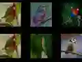 Peli Muista linnut verkossa Peli Muista linnut verkossa