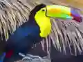 Peli Tukaanikuvapuzzle verkossa Peli Tukaanikuvapuzzle verkossa