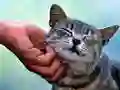 Peli Kutittava Kissa verkossa Peli Kutittava Kissa verkossa
