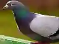 Peli Kyyhkypuzzle verkossa Peli Kyyhkypuzzle verkossa
