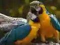 Peli Papukaijapeli verkossa Peli Papukaijapeli verkossa