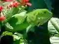 Peli Villikani verkossa Peli Villikani verkossa