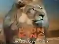 Peli Leijonakuningas Palapeli verkossa