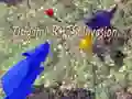 Peli Origami-Hiirien Invasiota verkossa Peli Origami-Hiirien Invasiota verkossa