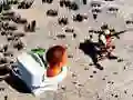 Peli TopDown Skibidi Vessalaukauksen verkossa Peli TopDown Skibidi Vessalaukauksen verkossa