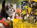 Peli Palapeli Liukuvat Kissat verkossa