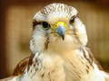 Peli Gyrfalcon Palapeli verkossa